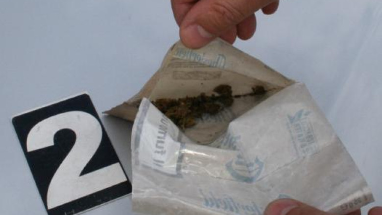 Culturi de canabis descoperite in Satu Mare Imagine