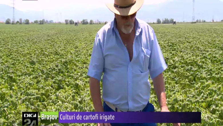  Culturi de cartofi, irigate Imagine