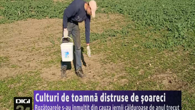 Culturi de toamna distruse de soareci. Rozatoarele s-au inmultit din cauza iernii calduroase de anul trecut Imagine