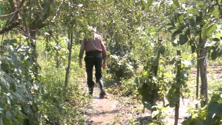 Culturi distruse de inundatii. 30.000 de hectare de teren sunt afectate Imagine