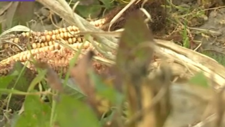 Culturi distruse de mistreti, in Covasna Imagine