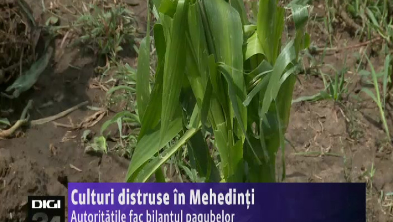 Culturi distruse in Mehedinti. Autoritatile fac bilantul pagubelor Imagine
