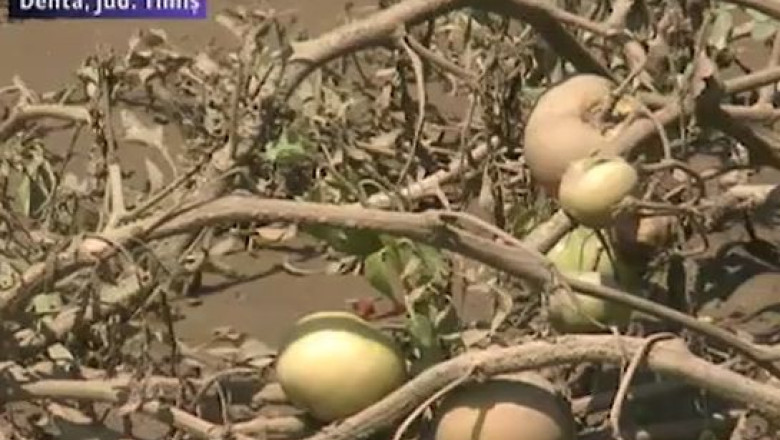 Culturi intregi distruse in urma inundatiilor. 27 de gospodarii din Denta, afectate de apele raului Barzava Imagine