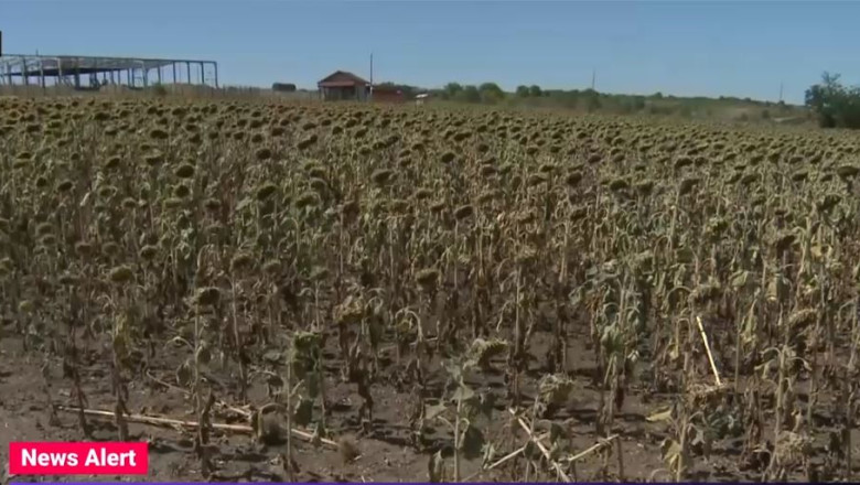 Culturile de floarea soarelui sunt parjolite de seceta, iar uleiul va fi mai scump. Agricultor: Pierd cumparatorii, pierdem si noi Imagine