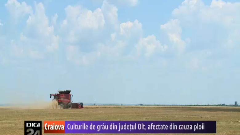 Culturile de grau din judetul Olt sunt afectate din cauza ploii Imagine