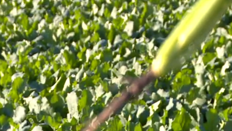 Culturile de grau, orz si rapita ar putea ingheta Imagine