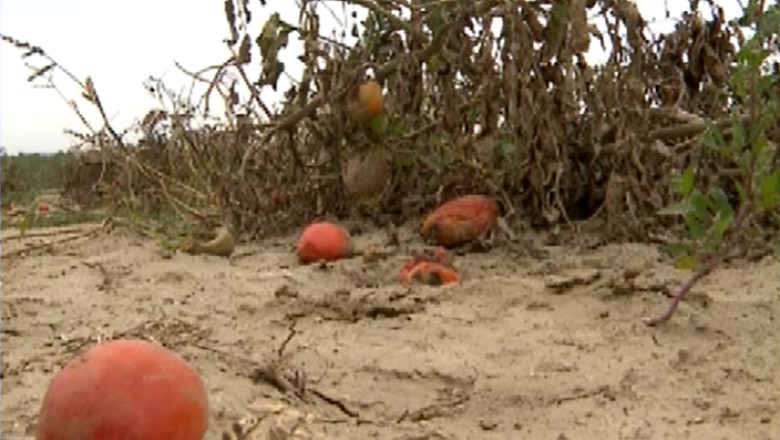Culturile de legume din judetul Iasi, compromise de vremea rece Imagine