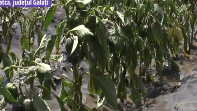 Culturile de rosii din Matca si de pepeni din Dabuleni, compromise de inundatii Imagine