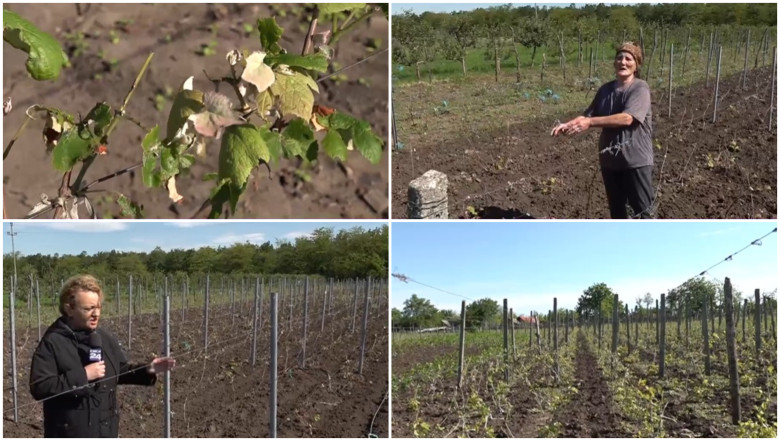 Culturile viticole, distruse de grindina. Cum arata plantatiile de vita de vie dupa ploaia cu gheata care a lovit sudul Romaniei Imagine