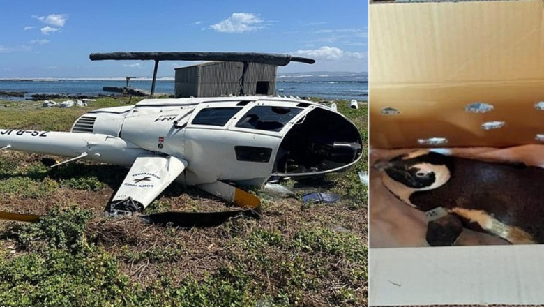 Cum a provocat un pinguin prabusirea unui elicopter, in Africa de Sud Imagine