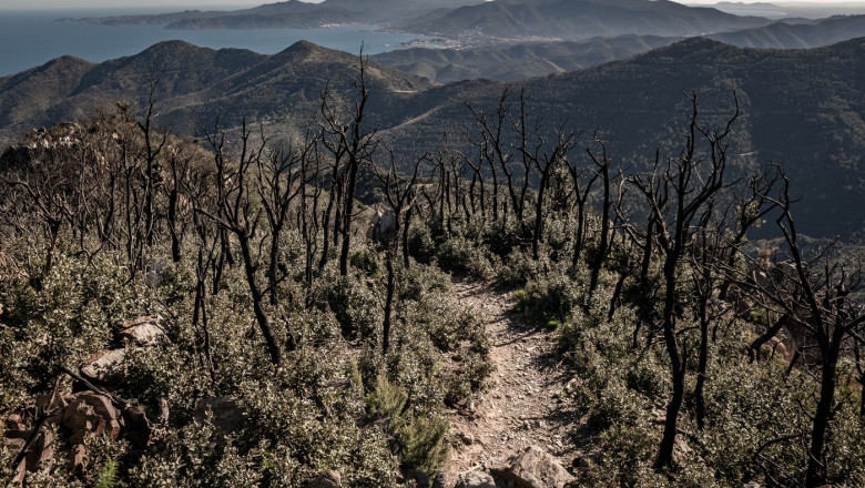 Cum alimenteaza schimbarile climatice incendiile de vegetatie din Europa. Aproape 230.000 de hectare facute scrum in decursul a 6 luni Imagine