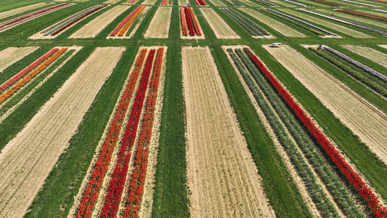 Cum arata privite de sus opt milioane de lalele. Spectaculoasele imagini, asociate mai degraba cu Olanda, sunt din cu totul alta parte Imagine