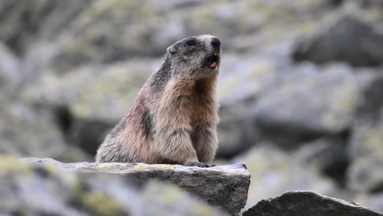 Cum comunica marmotele? Sunetul strident se aude pe o raza de peste un kilometru Imagine