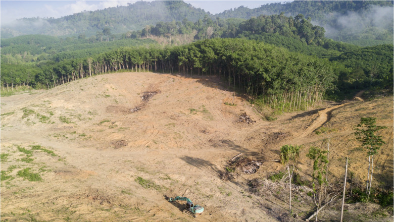 Cum finanteaza cele mai mari banci din lume distrugerea Amazonului. Miliarde de dolari investiti in proiecte devastatoare pentru mediu Imagine