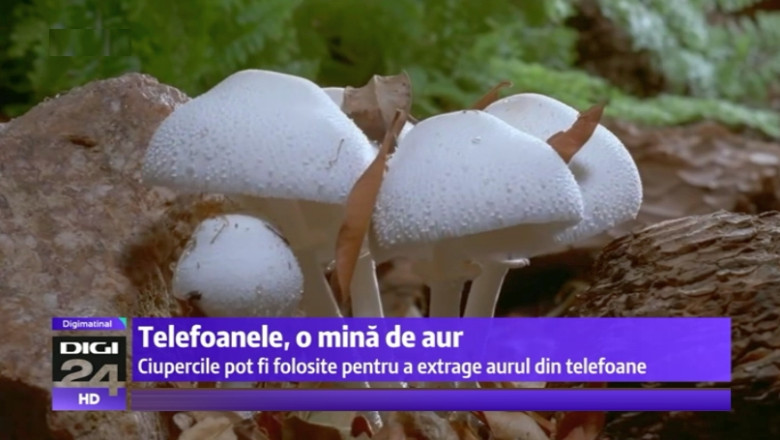 Cum pot fi folosite ciupercile la extragerea aurului din telefoane Imagine