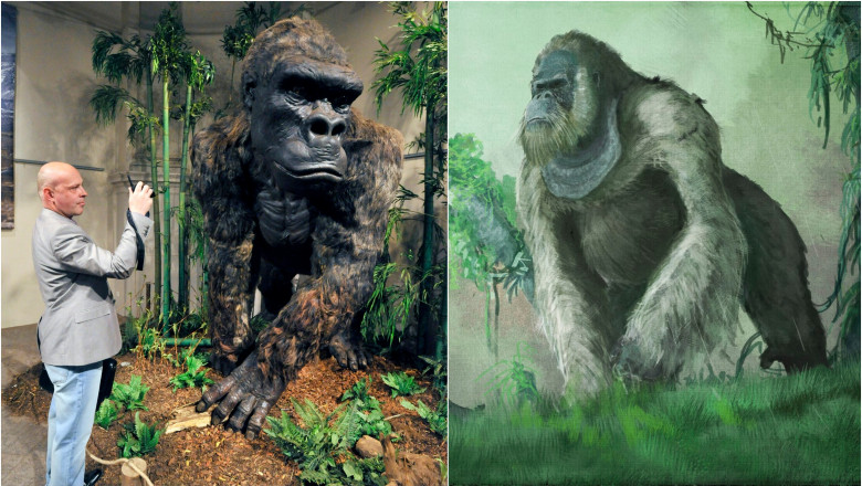 Cum s-a stins din viata „adevaratul King Kong”. Misterul disparitiei primatei uriase care a trait in sudul Chinei a fost rezolvat Imagine