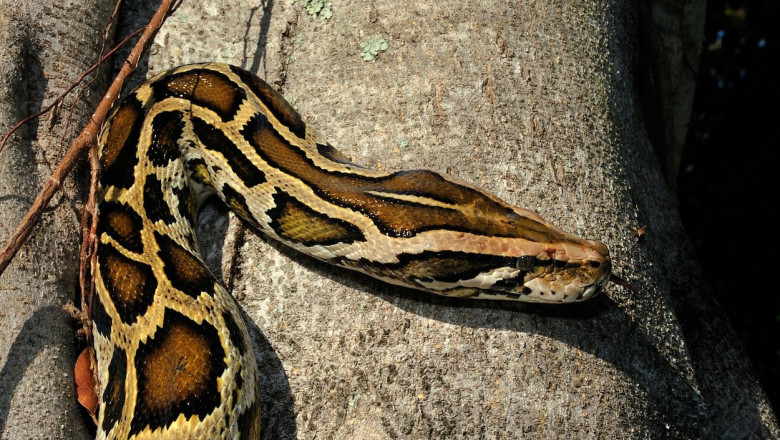 Cum se lupta un barbat cu un piton de sase metri, descoperit in Florida Imagine