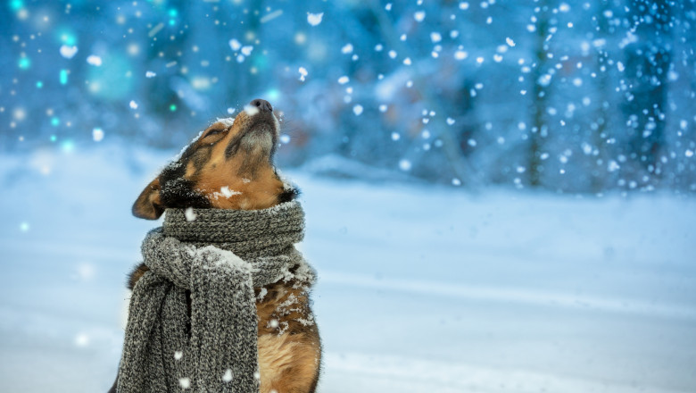 Cum va fi vremea de Craciun si Revelion? Prognoza meteo anuntata de ANM pentru 19 decembrie - 1 ianuarie Imagine