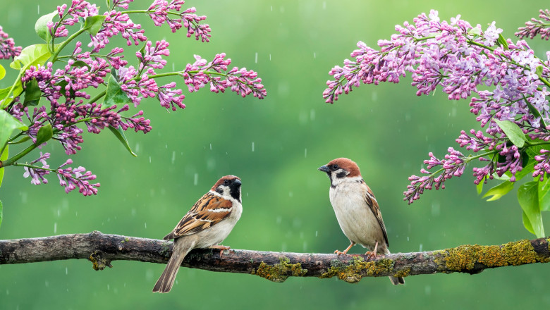 Cum va fi vremea in luna aprilie. Prognoza ANM pentru urmatoarele patru saptamani Imagine