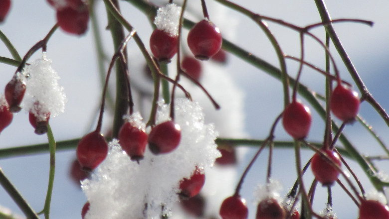 Cum va fi vremea in luna ianuarie. Prognoza meteo pentru urmatoarele saptamani Imagine