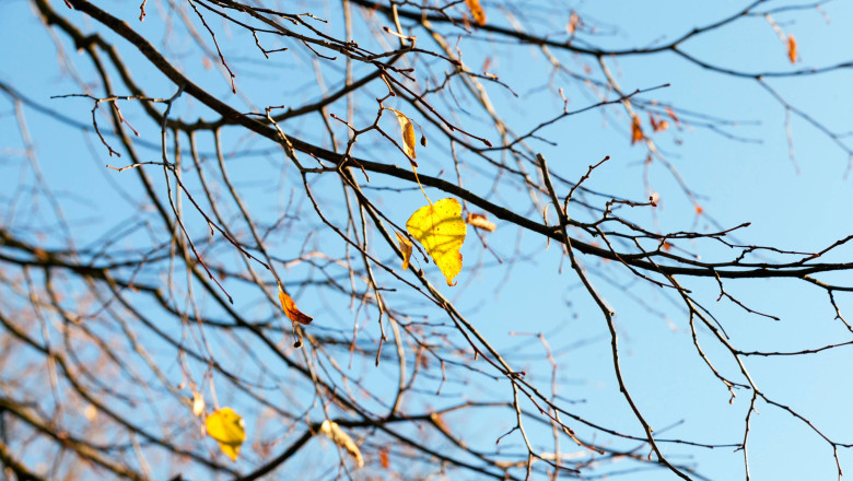 Cum va fi vremea pana pe 17 noiembrie. Estimarile meteo pentru urmatoarele patru saptamani Imagine