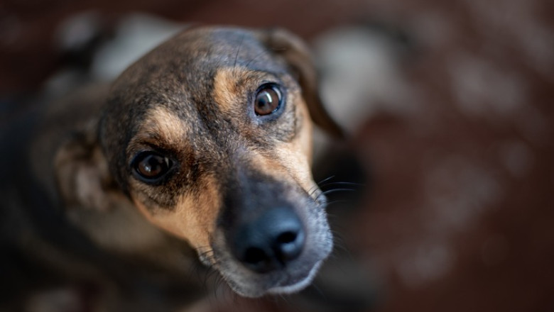 Cum vede ASPA protectia animalelor in viitor: sterilizare non-chirugicala si interventii mai rapide Imagine