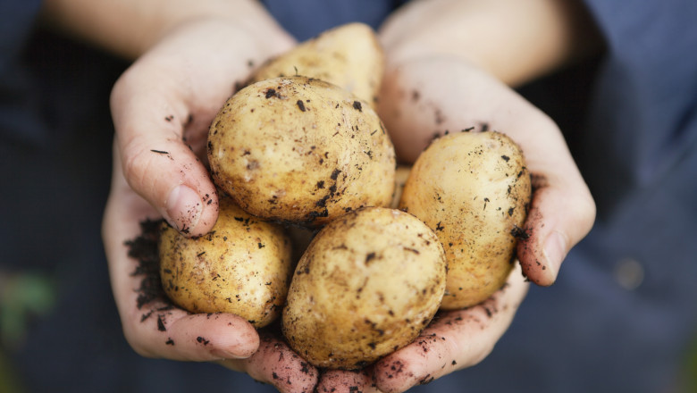„Cumpar trei-patru, pentru o masa”. Cartofi mai putini si mai scumpi, anul acesta in piete. Cu cat se vinde kilogramul Imagine