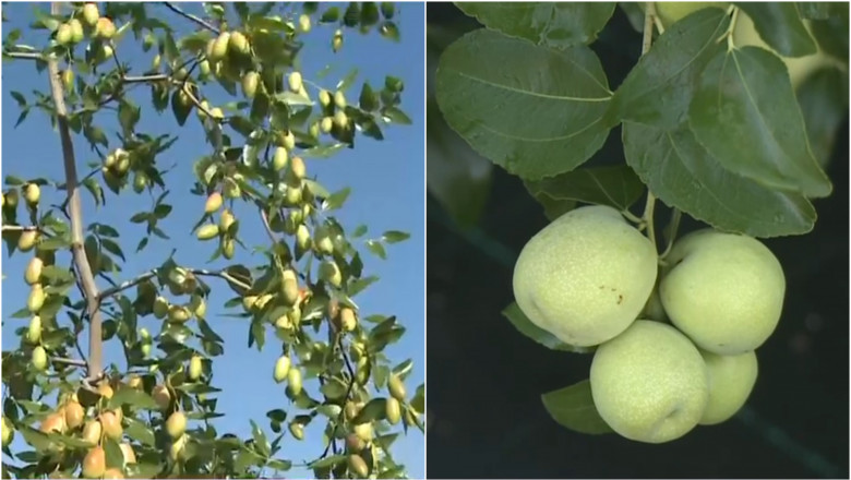 Curmalul chinezesc prinde radacini in Romania. Productie record la Dabuleni. Agricultor: „Am auzit ca se face si rachiu din el” Imagine