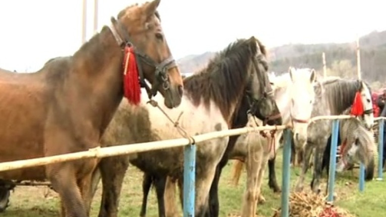 Cursele de cai au fost reluate la Herghelia Mangalia. Vezi ce surprize te asteapta Imagine