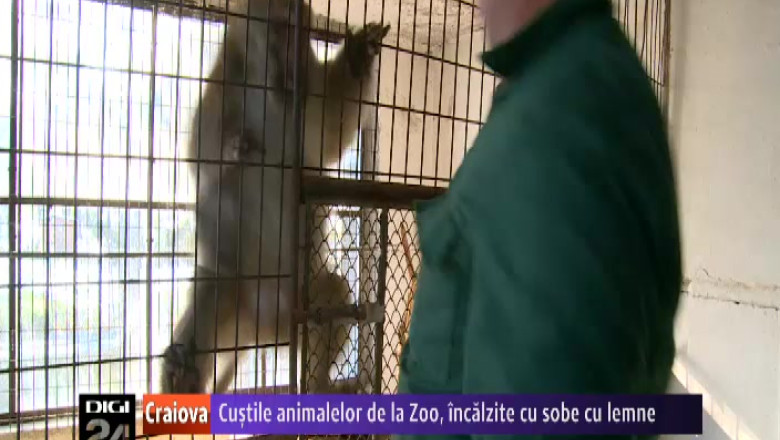 Custile animalelor de la Gradina Zoologica din Craiova, incalzite cu sobe cu lemne Imagine