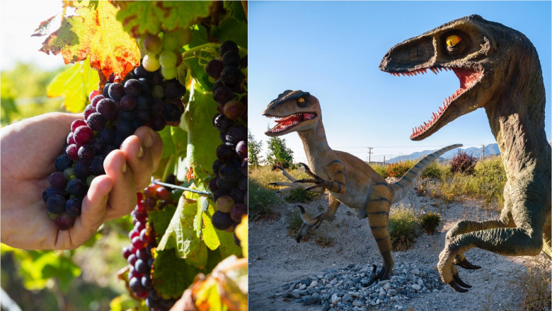 Daca dinozaurii nu dispareau, astazi nu am fi avut struguri, potrivit unui nou studiu Imagine