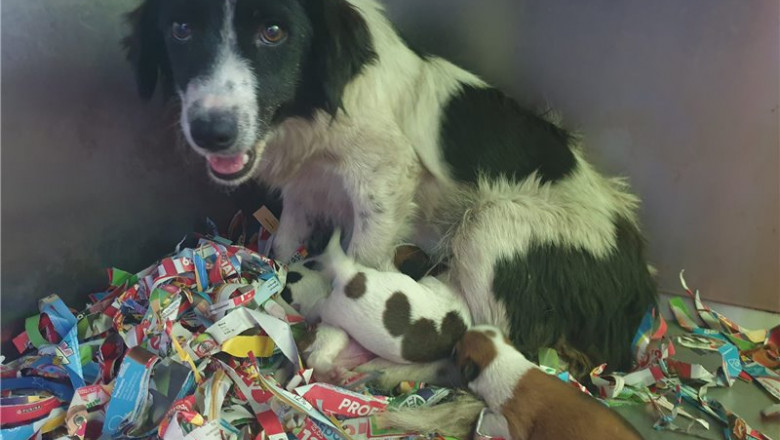 Daca vrei sa adopti unul, cateii de la ASPA au acum un catalog online Imagine