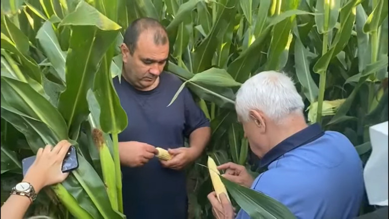 Daea explica ce face in lanul de porumb: „Cand desfaci panusele si iei ciocalaul in mana, e temperatura asa ridicata ca te incalzesti" Imagine