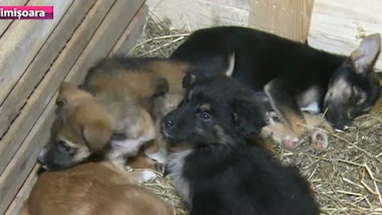 Daruri cu suflet. Timisorenii au adoptat animale pe care le vor face cadou celor dragi de sarbatori Imagine