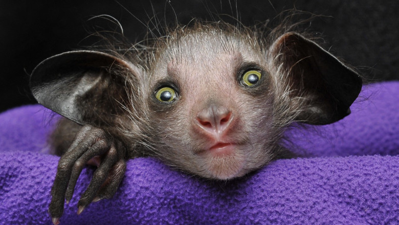 De ce ne scarpinam in nas? Obiceiul lemurilor cu degete lungi din Madagascar care a starnit curiozitatea oamenilor de stiinta Imagine