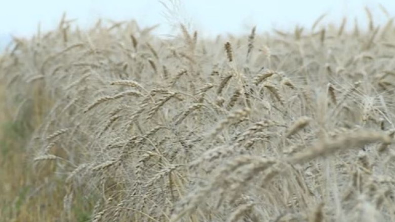 De frica hotilor, zeci de agricultori din Mehedinti culeg recolta cu politistii langa ei Imagine