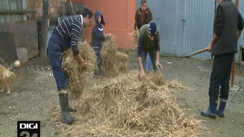 De Ignat gospodarii prepara porcul pentru Craciun Imagine