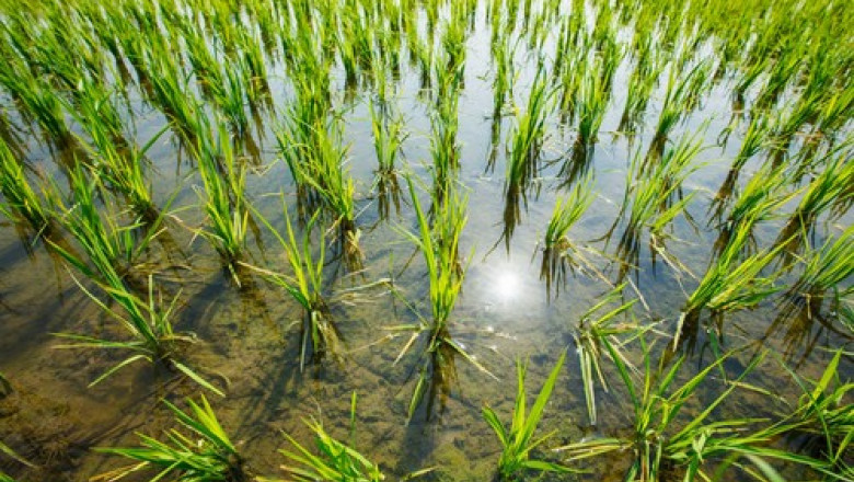 De la criza la surplus: India da cantitati record de orez pentru productia de etanol Imagine