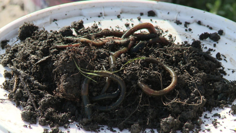 De la Directia Fortei de Munca, la rame. Dupa 32 de ani la birou, o femeie vinde momeala pentru pescuit Imagine