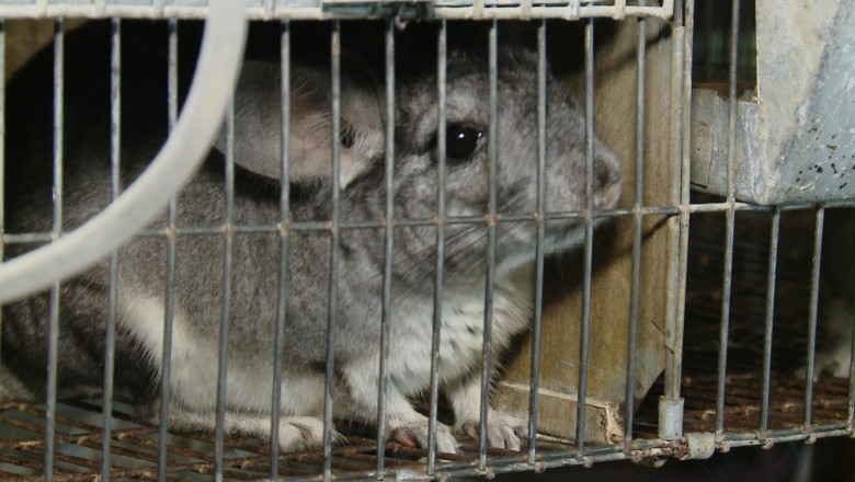 De la mansa avionului, la ferma de chinchilla. Un fost pilot militar are peste 1.000 de exemplare de chinchilla  Imagine