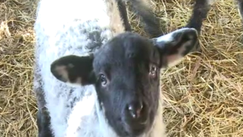 De Paste vor fi miei pe alese. Pentru ca iarna a fost calda, fermierii au deja mai multi miei decat anul trecut Imagine