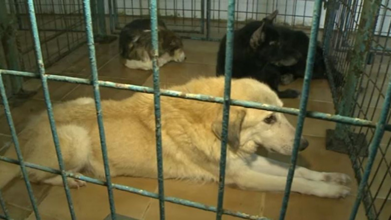 Decizia prin care a fost suspendata eutanasierea maidanezilor, atacata in instanta Imagine