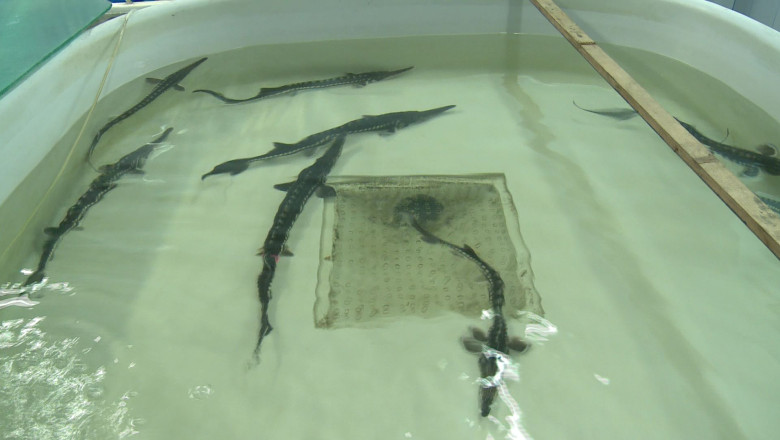 Declinul pestelui la Galati Imagine