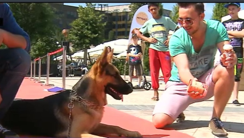 Defilare pe covorul rosu pentru catei. Cat costa un patruped premiat Imagine