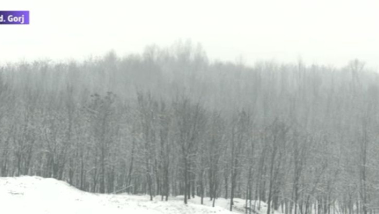 Defrisarea a 22 de hectare de padure, blocata in instanta Imagine