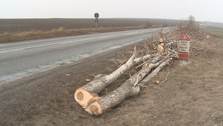 Defrisari masive pe un drum national din Iasi Imagine