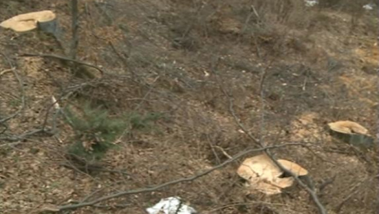 Defrisarile ilegale si modificari ale albiilor raurilor, cauzele inundatiilor de acum doua saptamani Imagine