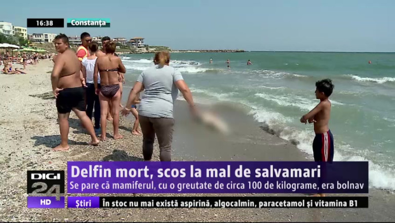 Delfin mort, scos la mal de salvamari. Se pare ca mamiferul, cu o greutate de circa 100 de kilograme, era bolnav Imagine