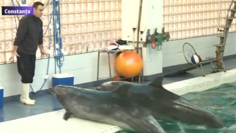Delfinariul din Constanta ar putea ramane fara dresori Imagine