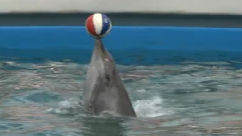 Delfinariul din Constanta va avea un nou delfin Imagine